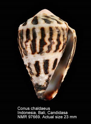 Conus chaldaeus (2).jpg - Conus chaldaeus(Röding,1798)